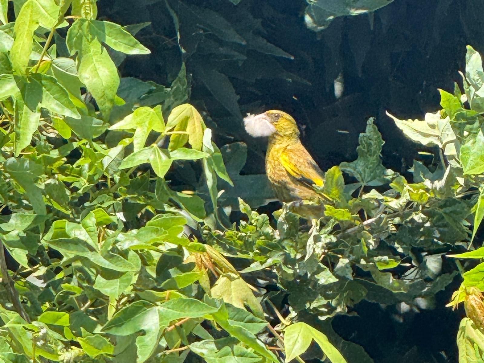 目撃された鳥 目撃された鳥