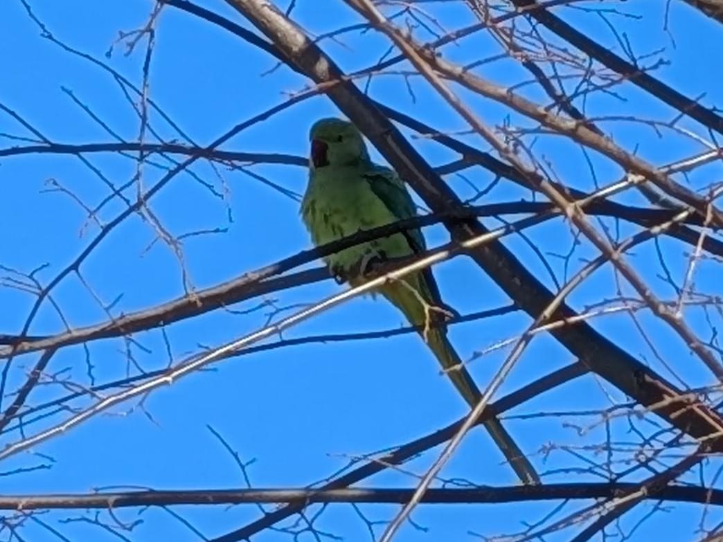 目撃された鳥 目撃された鳥