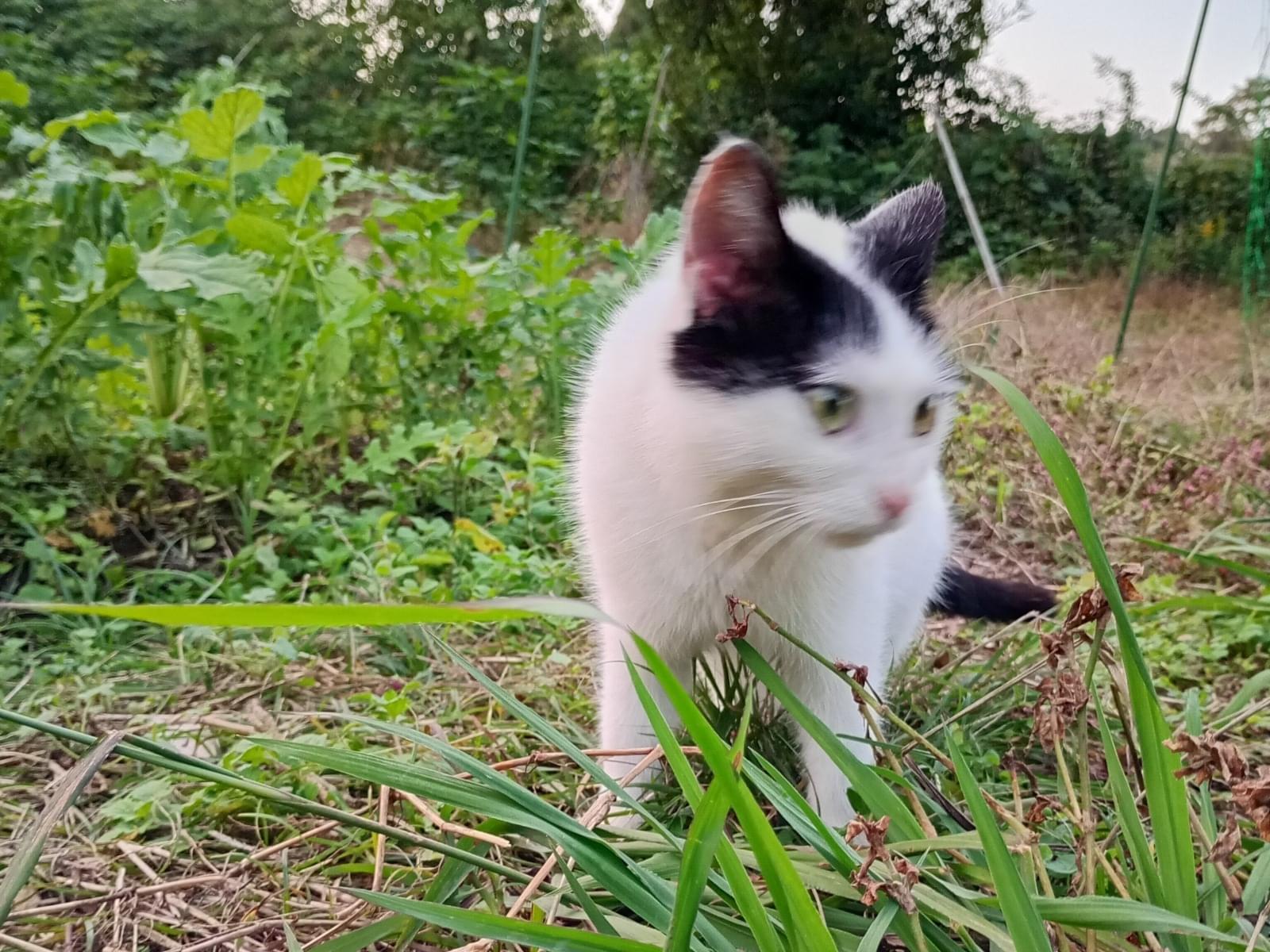 保護された猫 保護された猫