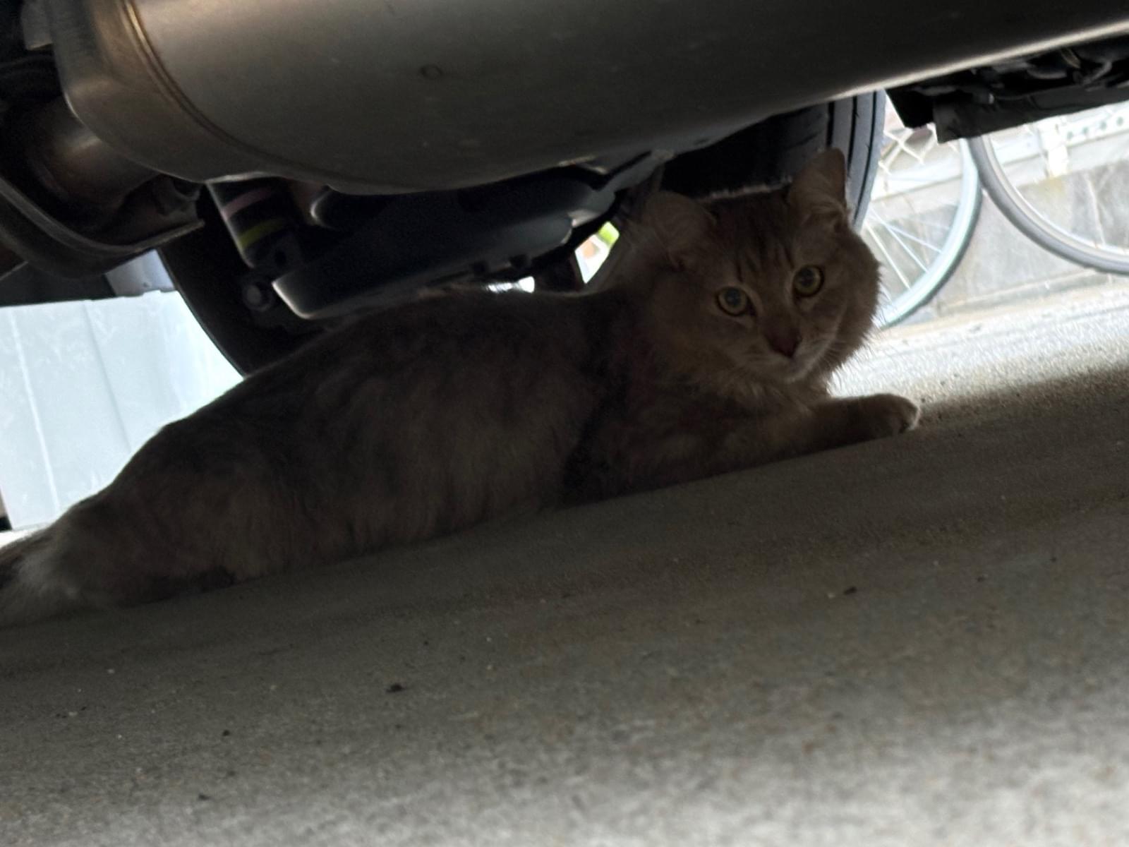 目撃された猫
