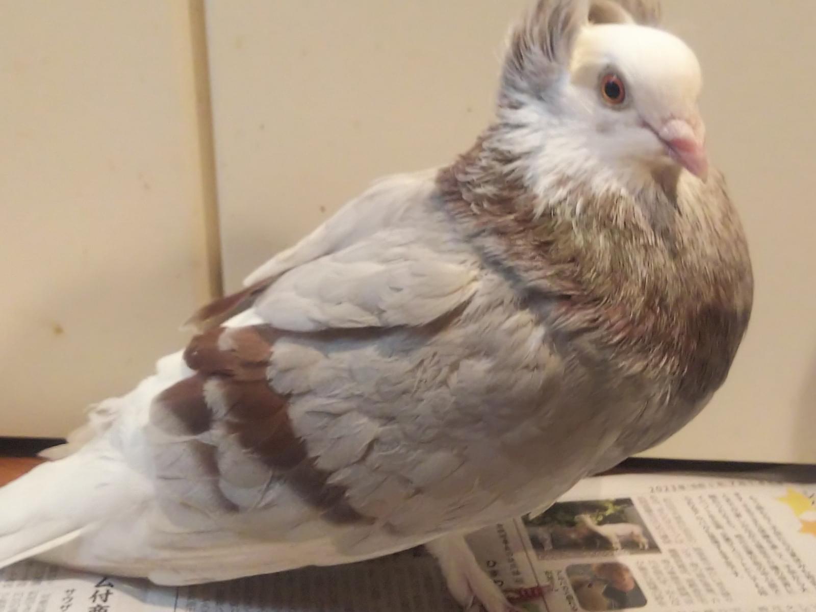 保護された鳥 保護された鳥