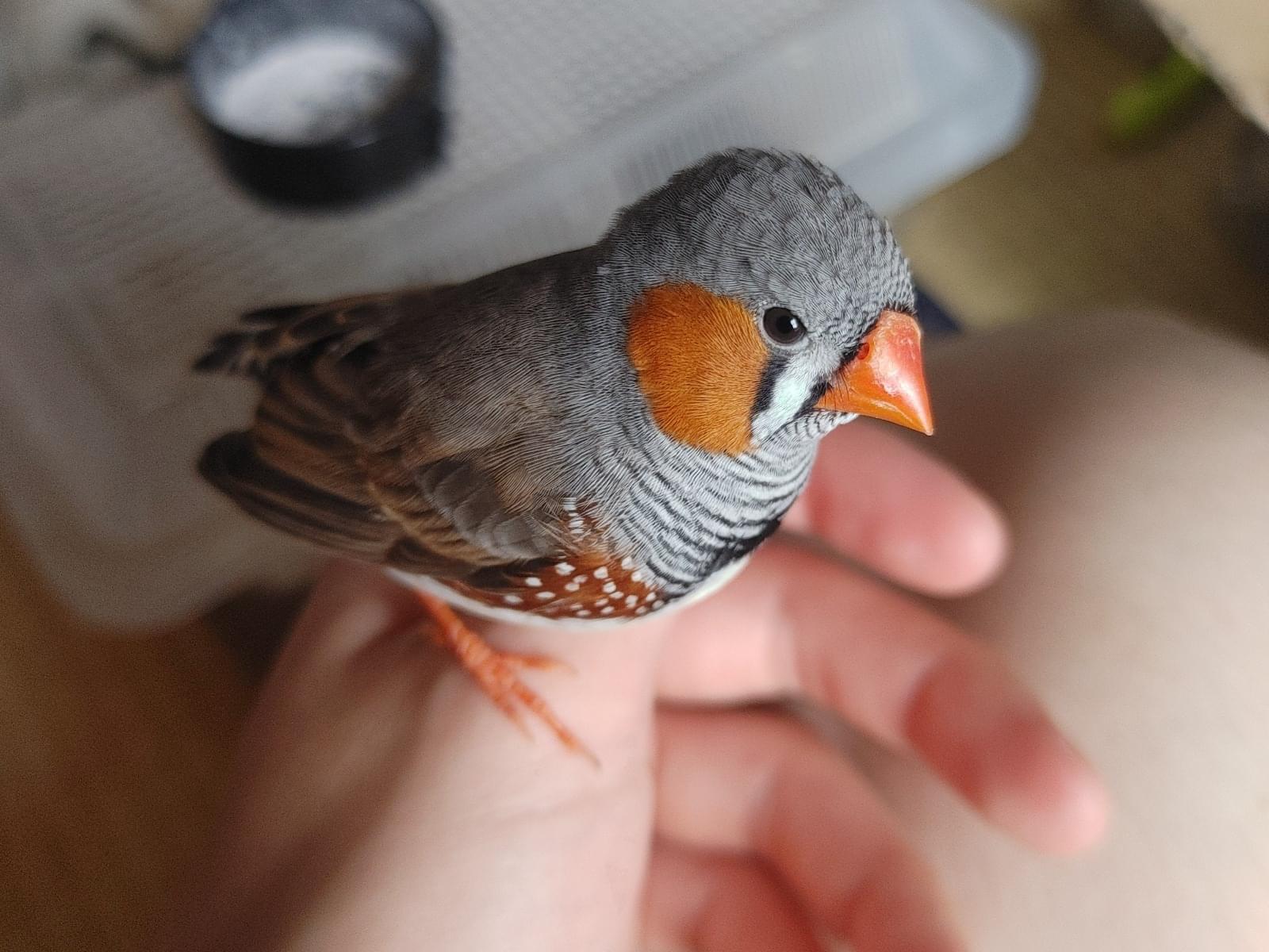 鳥ちゃん 鳥ちゃん