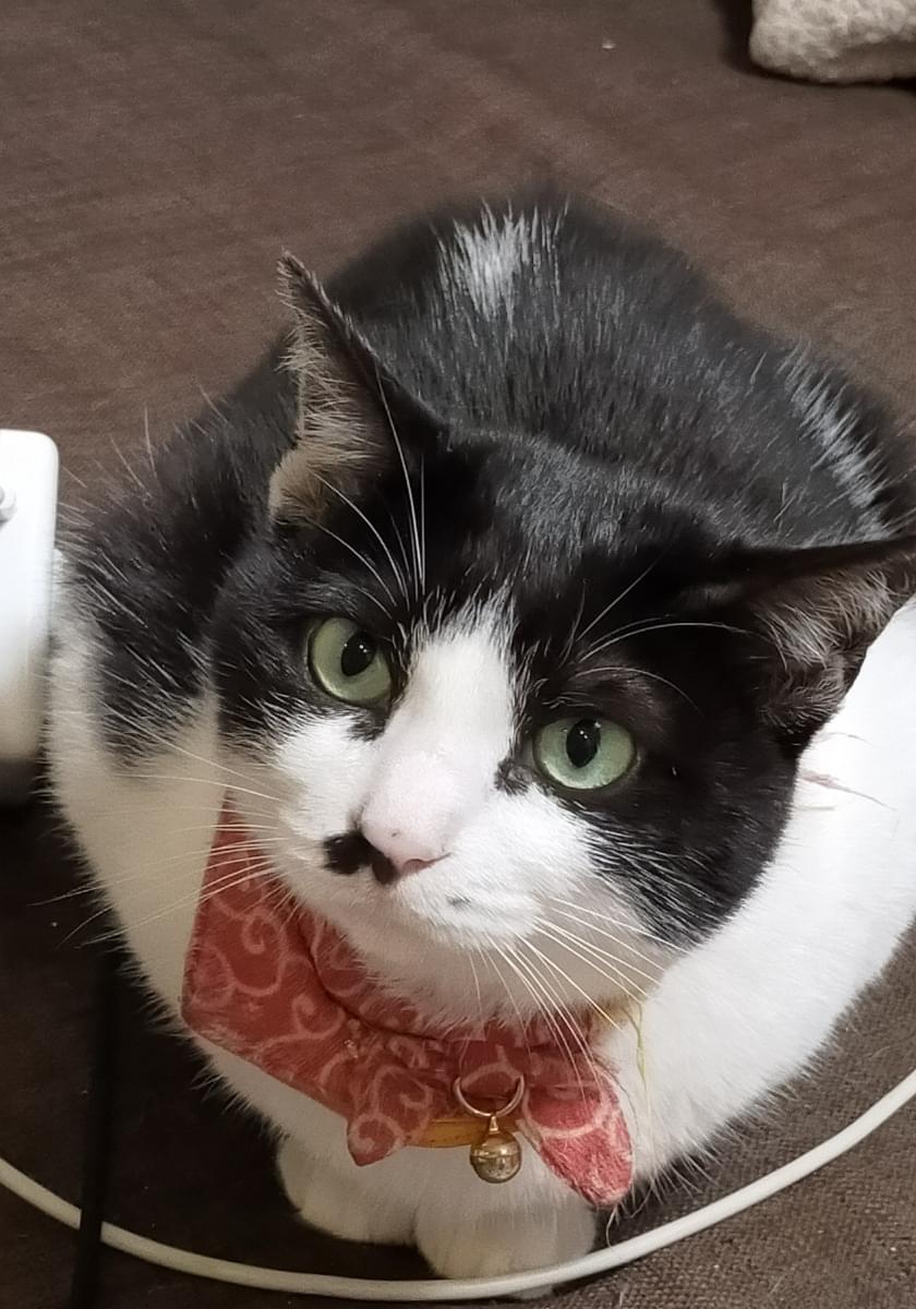 赤い和柄の首輪 白黒のハチワレ猫を探してます 赤い和柄の首輪 白黒のハチワレ猫を探してます