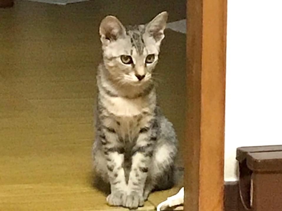 ランちゃん ランちゃん