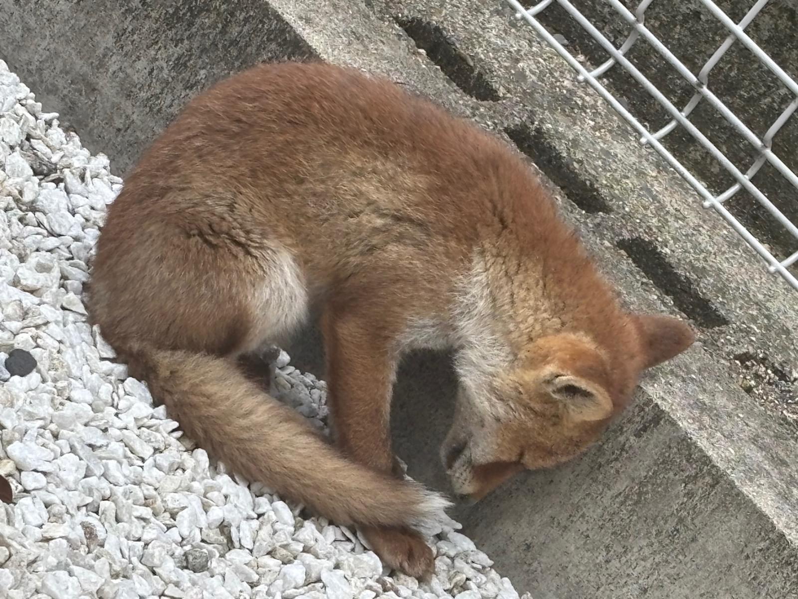 目撃された犬 目撃された犬