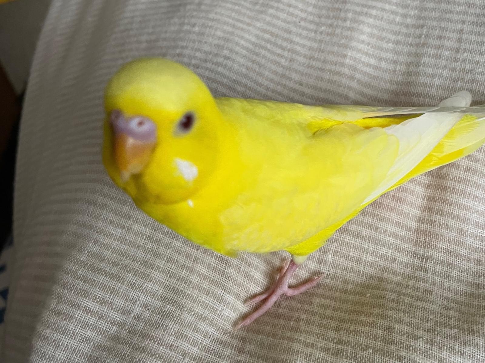 ゆずちゃん ゆずちゃん