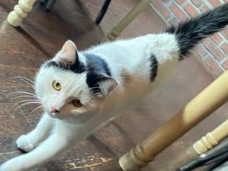目撃された猫 目撃された猫