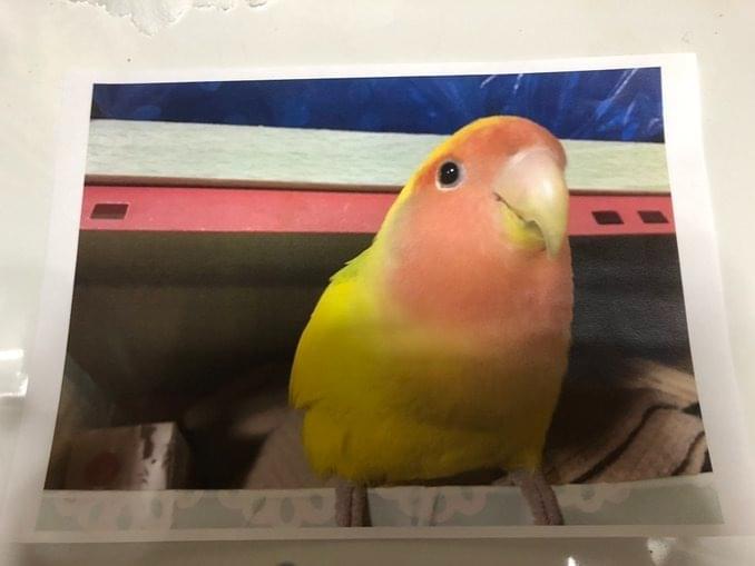 ピーちゃん ピーちゃん