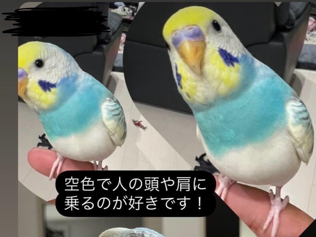 ハクちゃん ハクちゃん