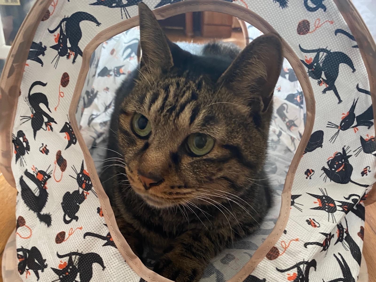 保護された猫 保護された猫