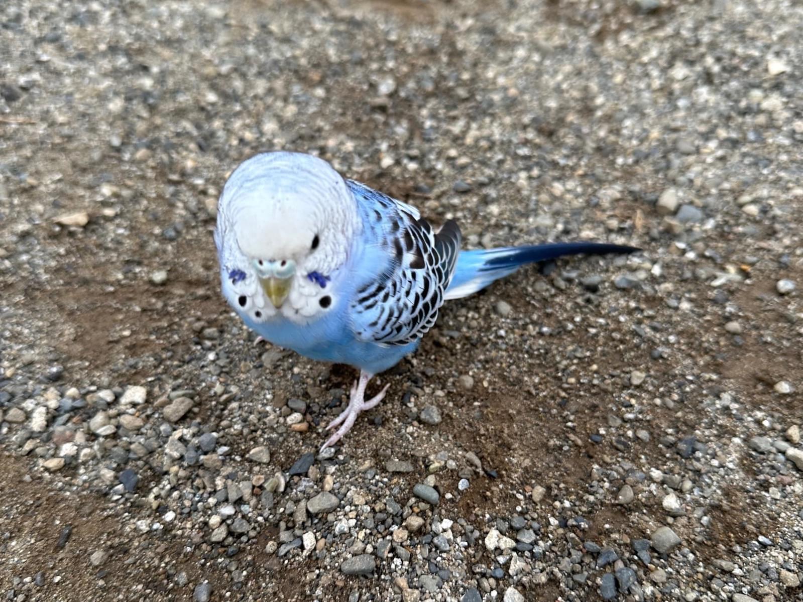 目撃された鳥 目撃された鳥