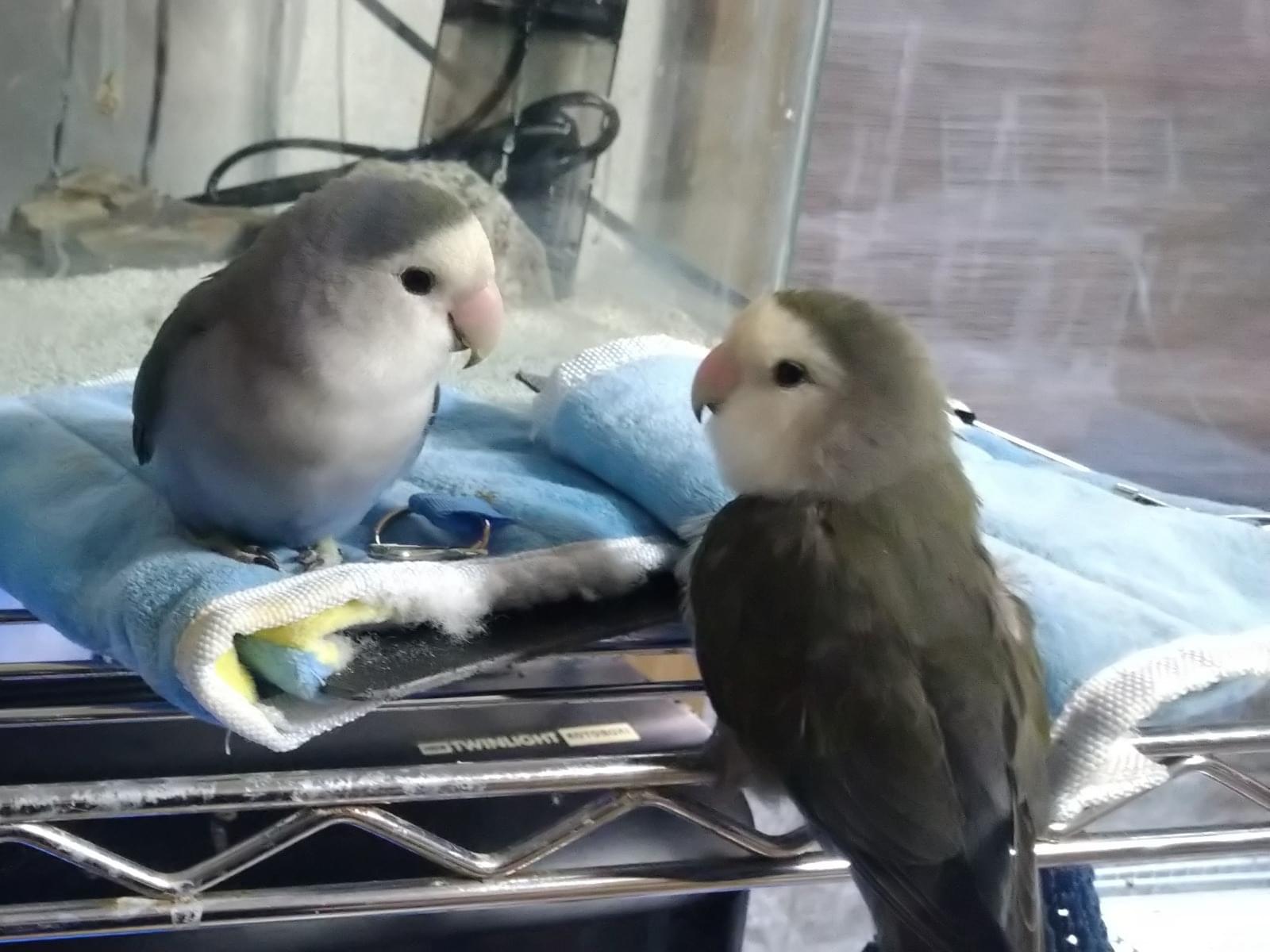 コトちゃん コトちゃん