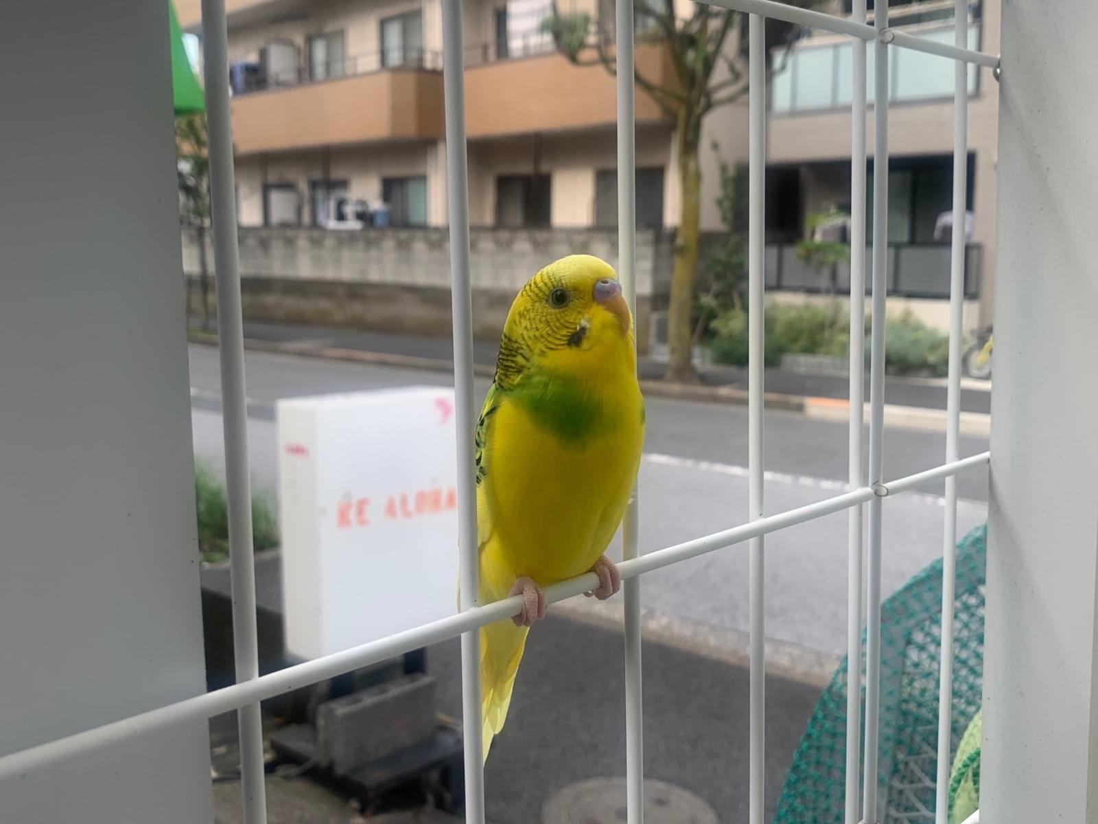 目撃された鳥 目撃された鳥