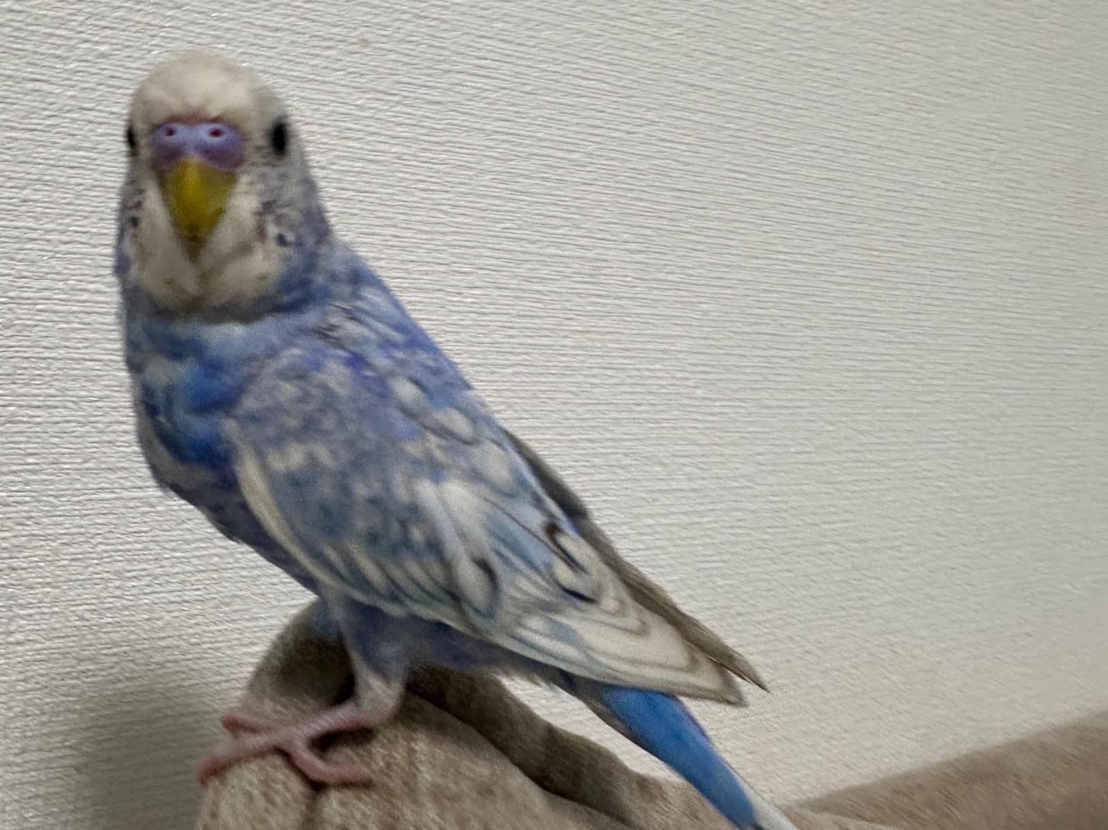 ぽっぽちゃん ぽっぽちゃん