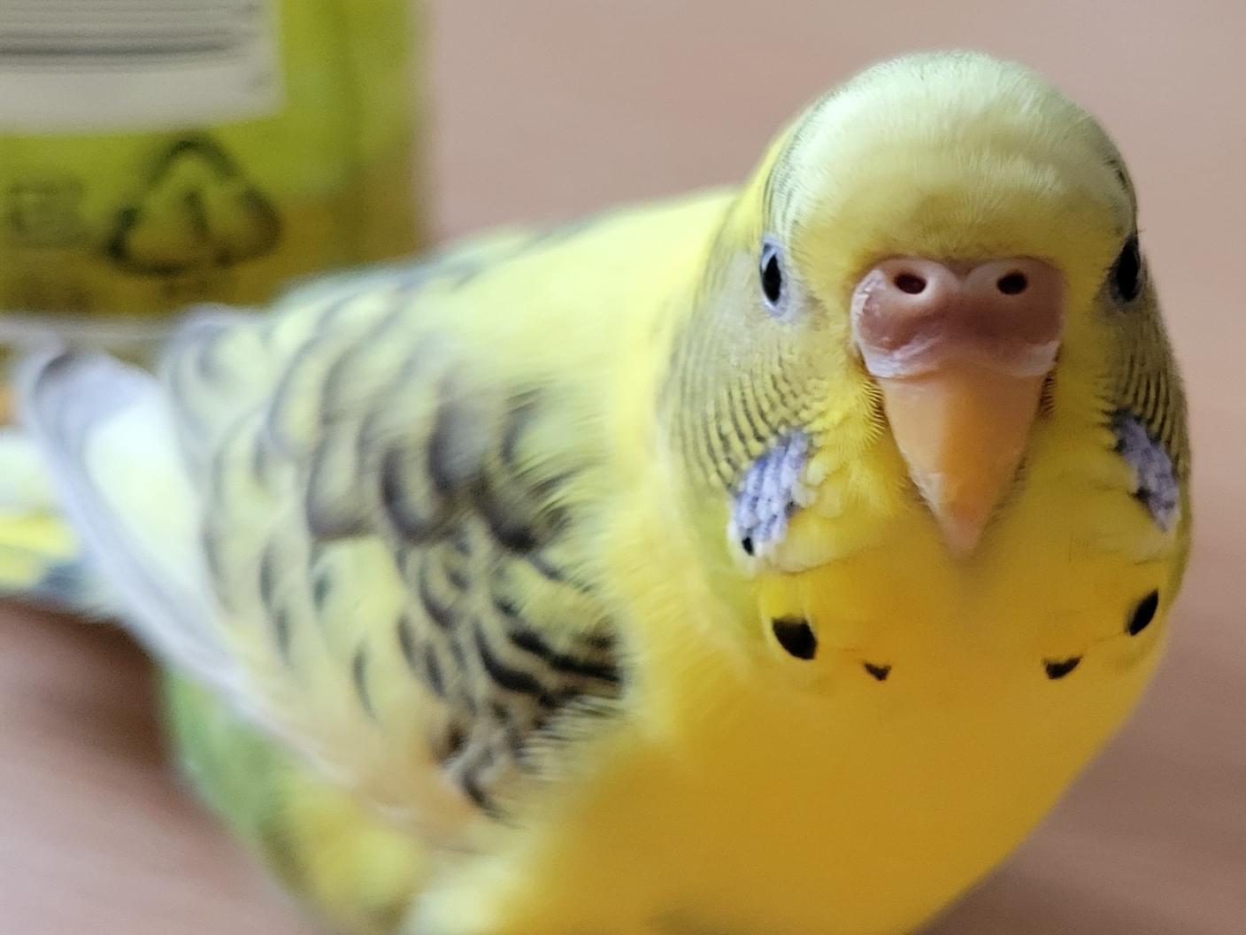 ピーコちゃん ピーコちゃん