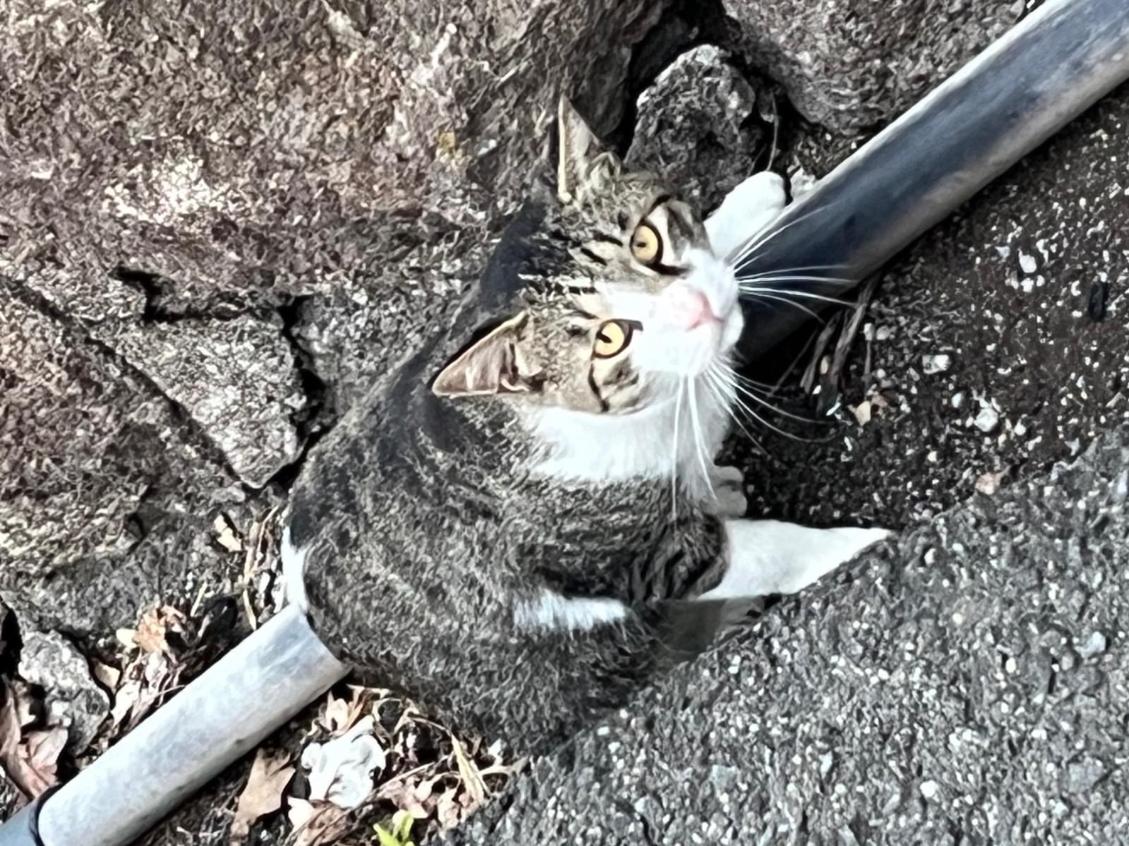 目撃された猫 目撃された猫