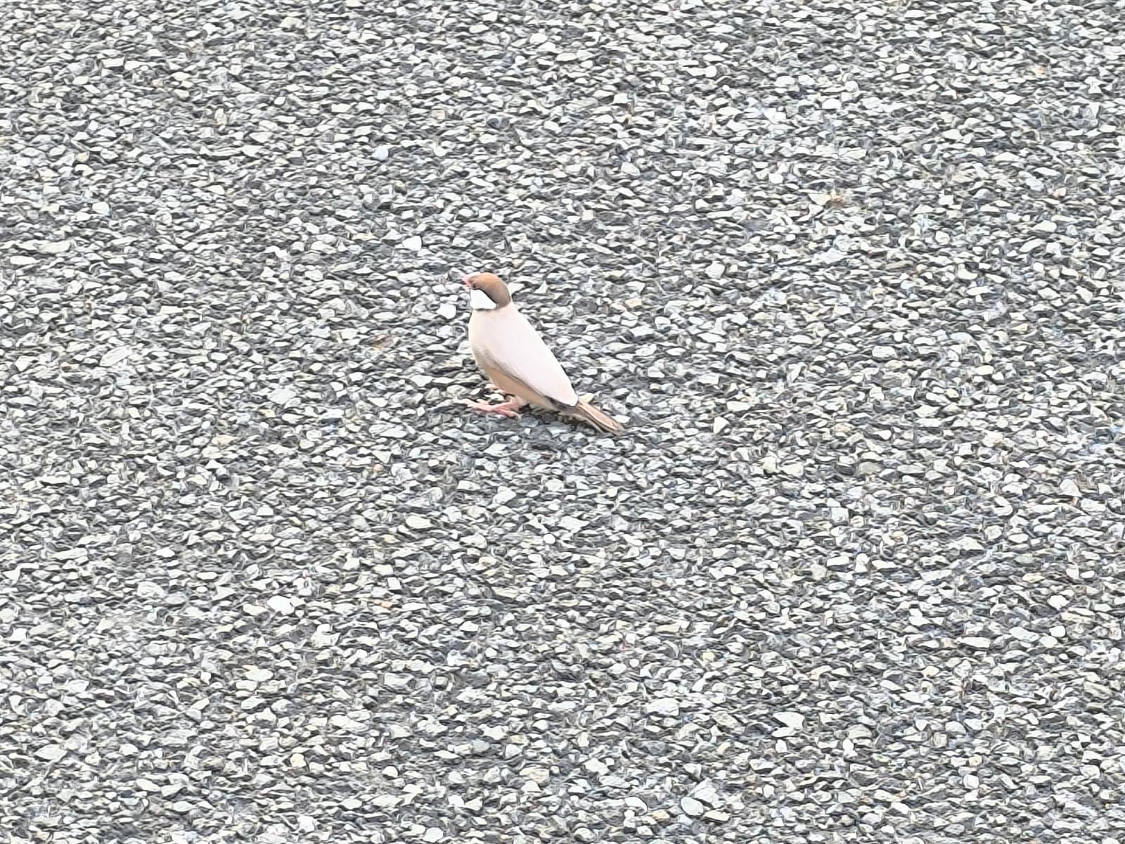 目撃された鳥