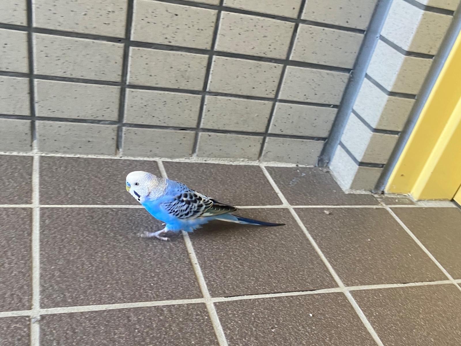 保護された鳥 保護された鳥
