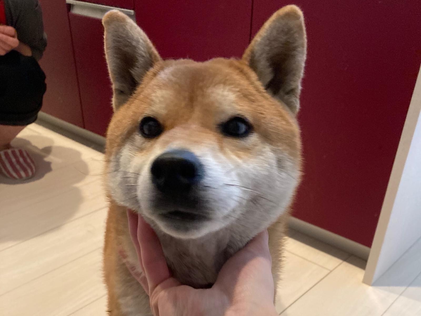 保護された犬 保護された犬