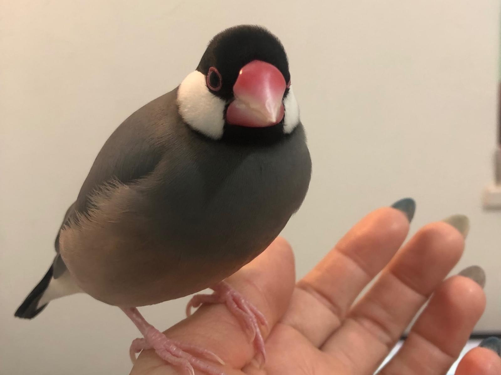 ココちゃん ココちゃん