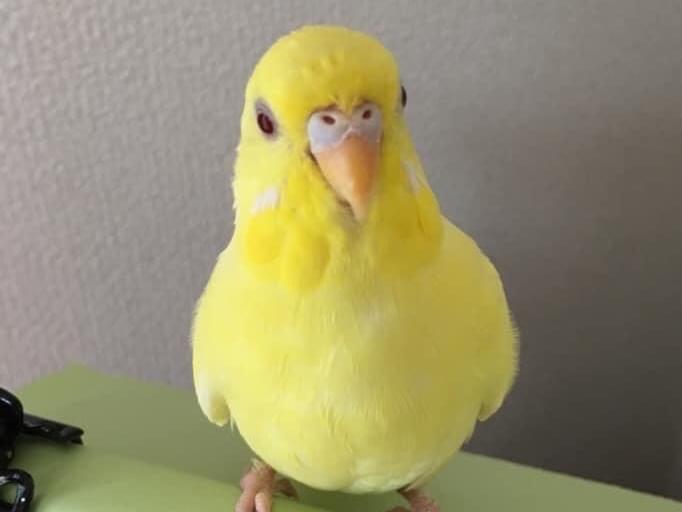 ピーちゃん ピーちゃん