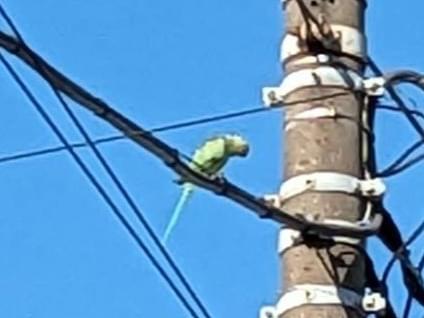目撃された鳥 目撃された鳥