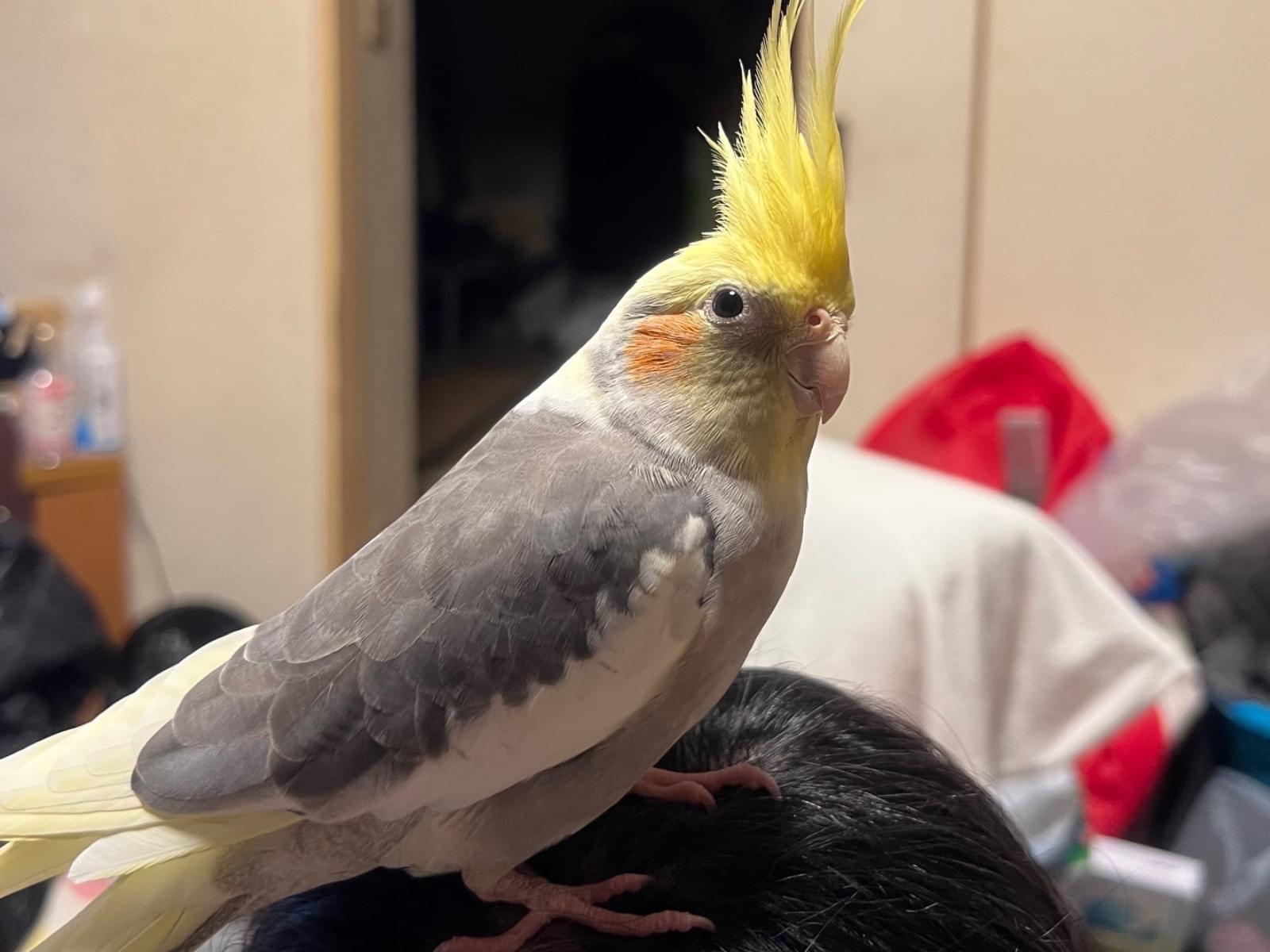 いっくんちゃん いっくんちゃん
