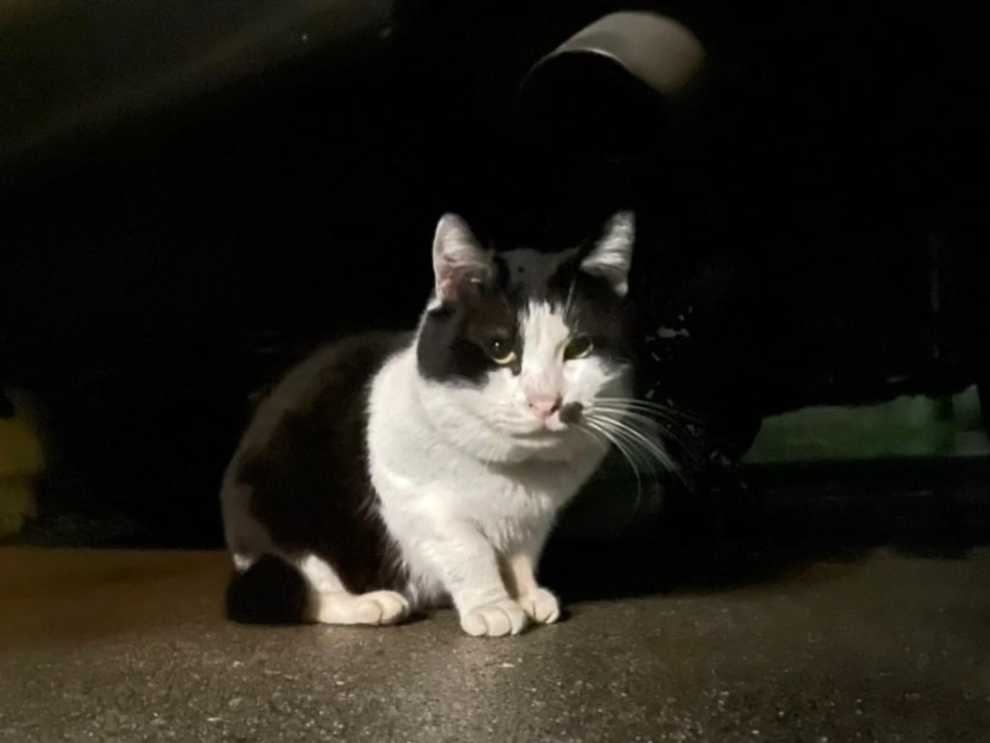 目撃された猫 目撃された猫
