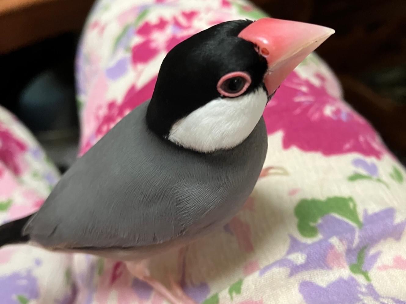 さすけちゃん さすけちゃん