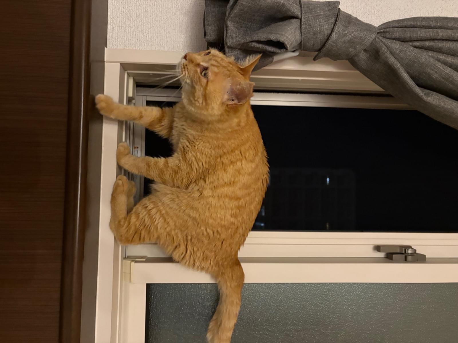 ひめちゃん