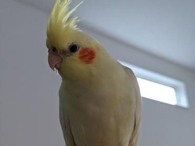 ジュジュちゃん ジュジュちゃん