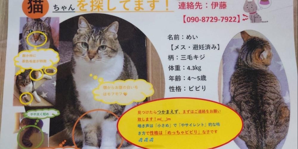 茨城県古河市諸川付近 キジ白の迷い猫探しています