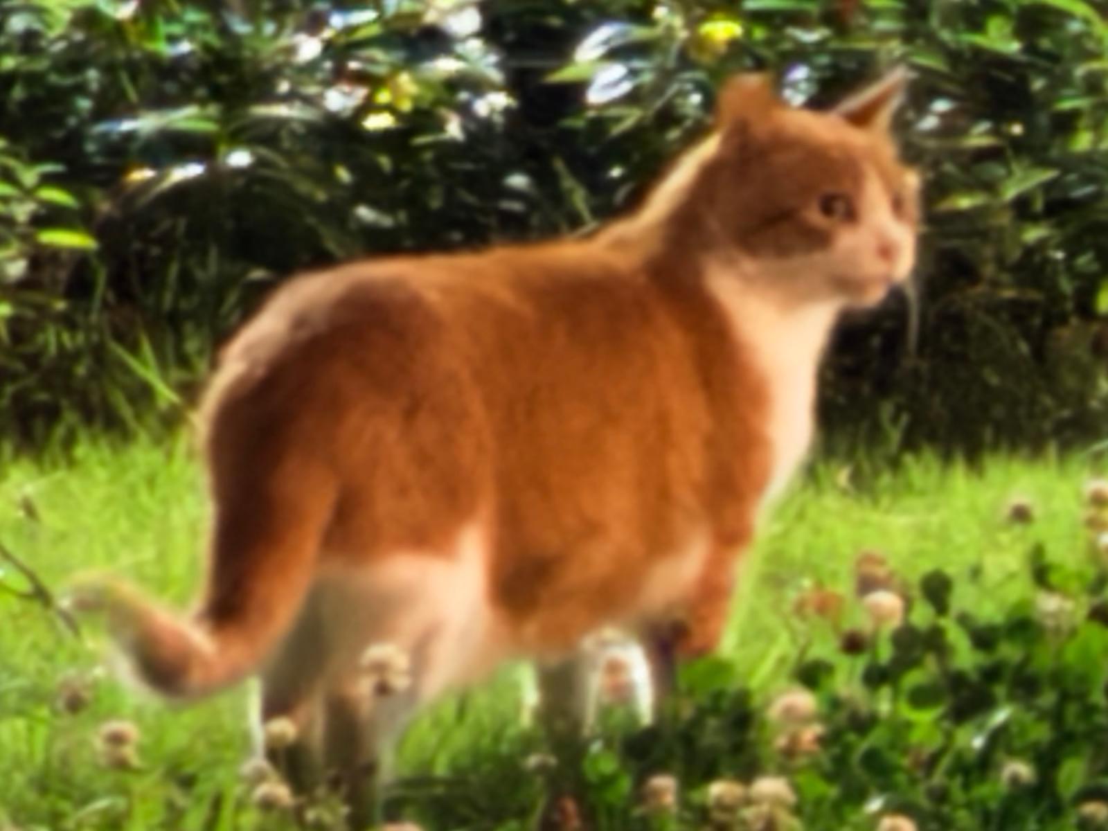 目撃された猫
