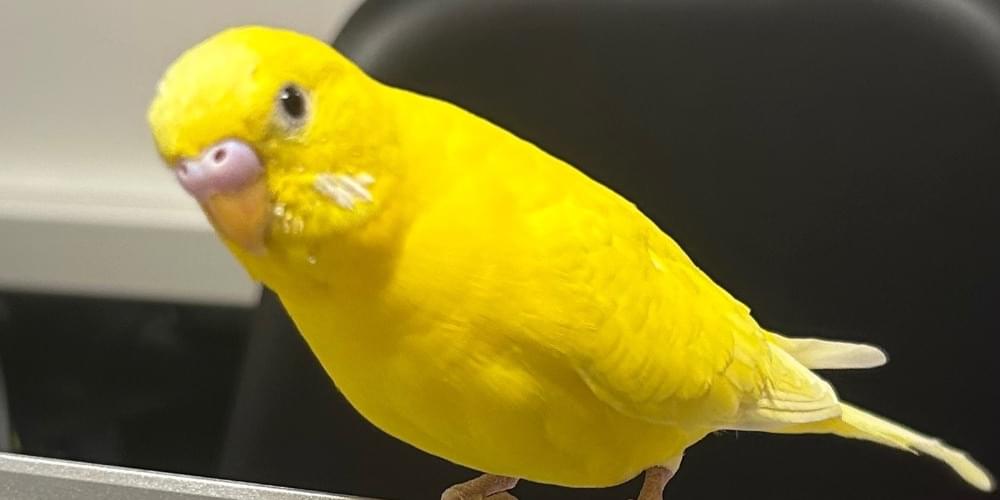 真っ黄色の黒目のセキセイインコ探してます