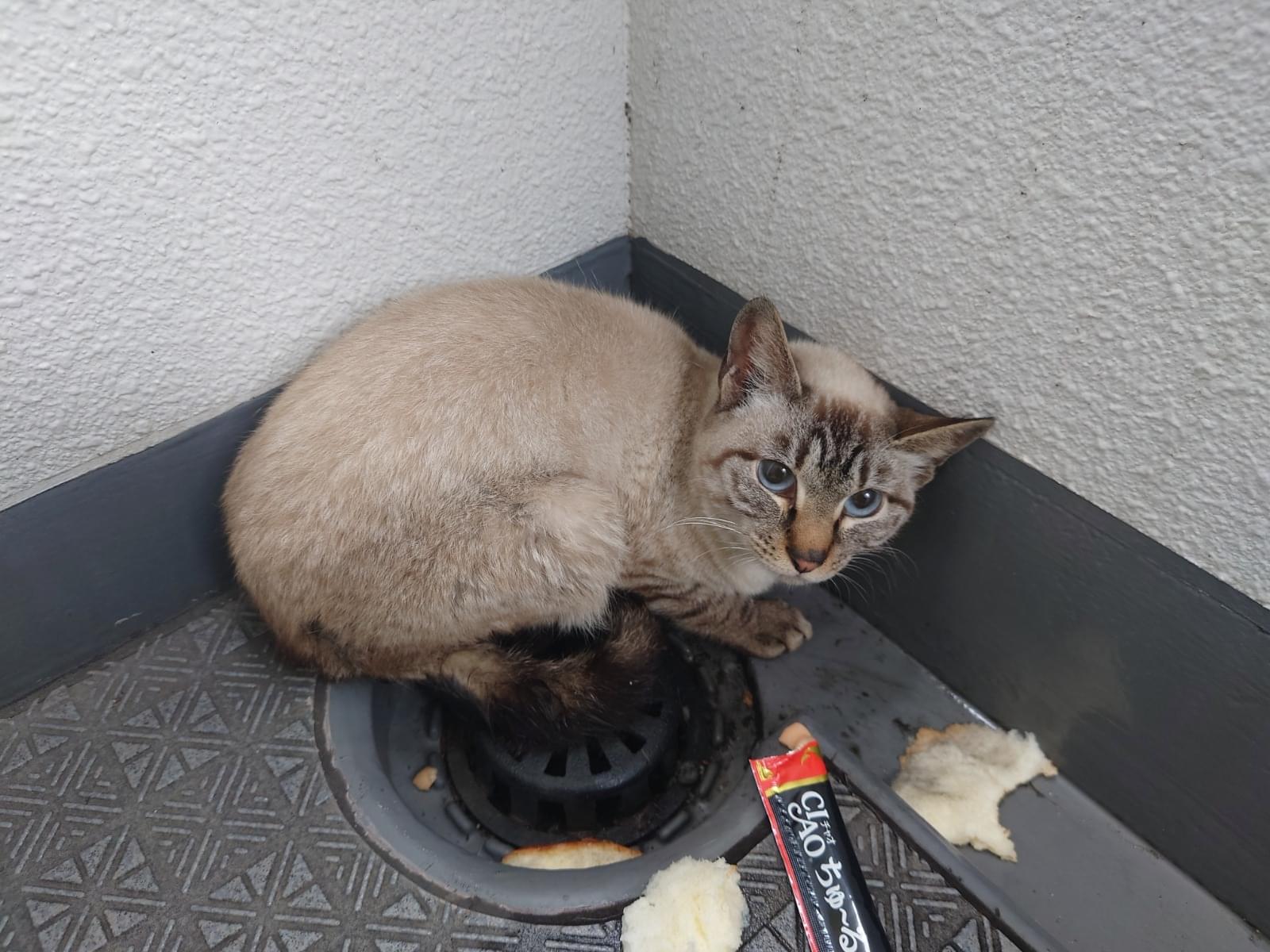 目撃された猫 目撃された猫