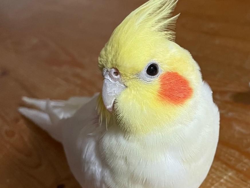ペコちゃん ペコちゃん