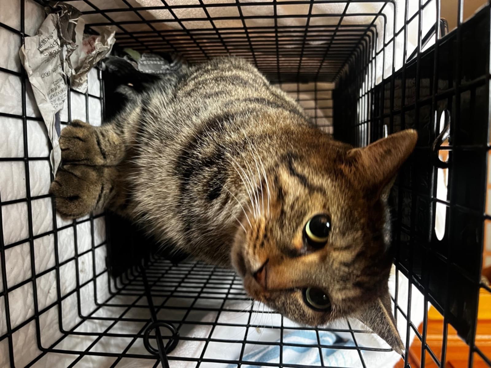 保護された猫 保護された猫