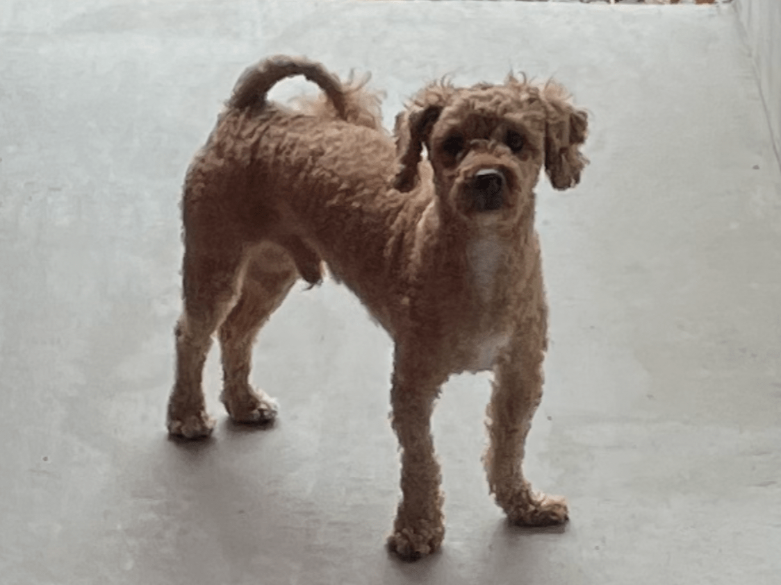 目撃された犬 目撃された犬