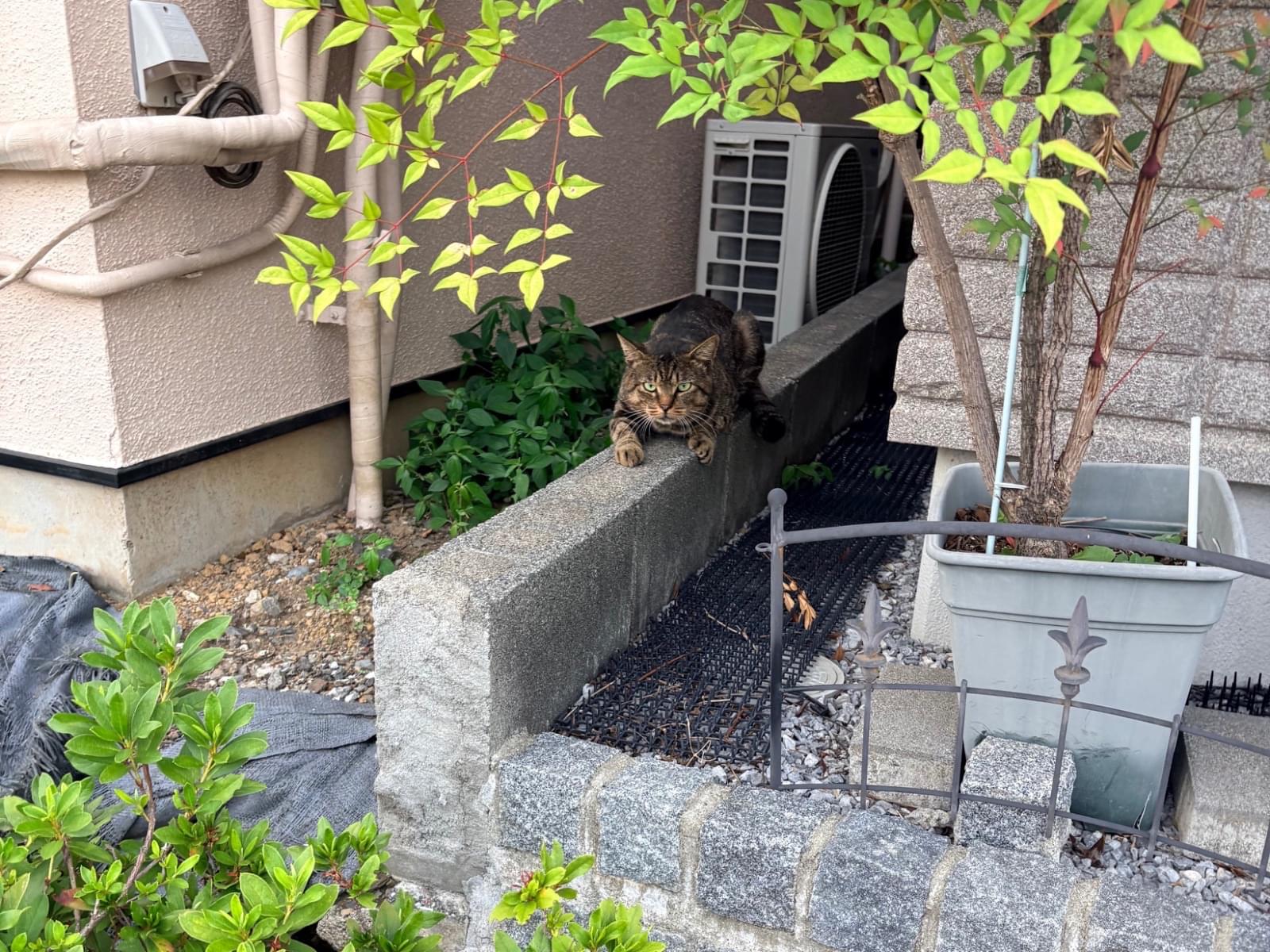目撃された猫 目撃された猫