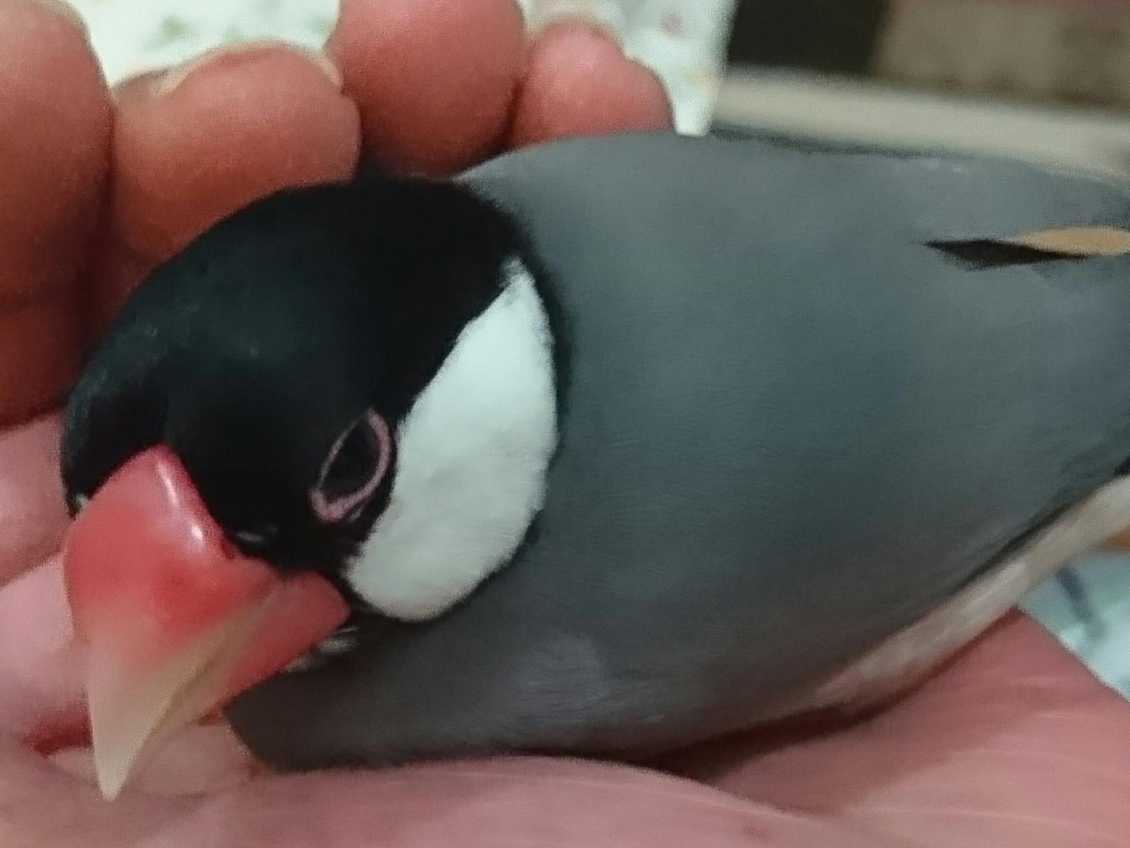 半蔵ちゃん 半蔵ちゃん