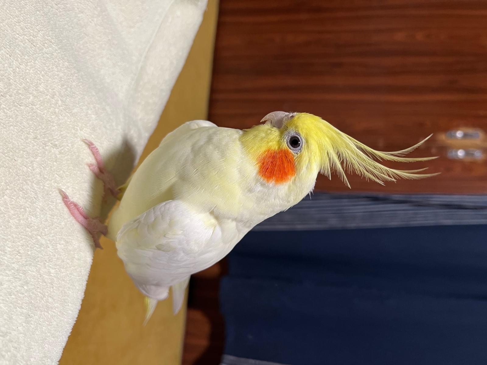 ジルちゃん ジルちゃん