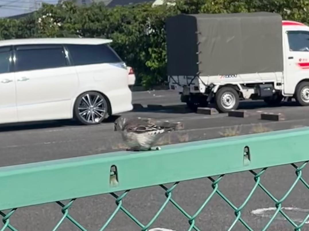 目撃された鳥 目撃された鳥