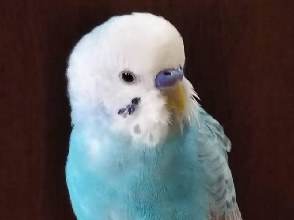 ピーちゃん ピーちゃん