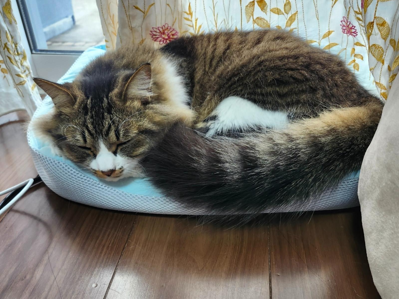 マロちゃん マロちゃん