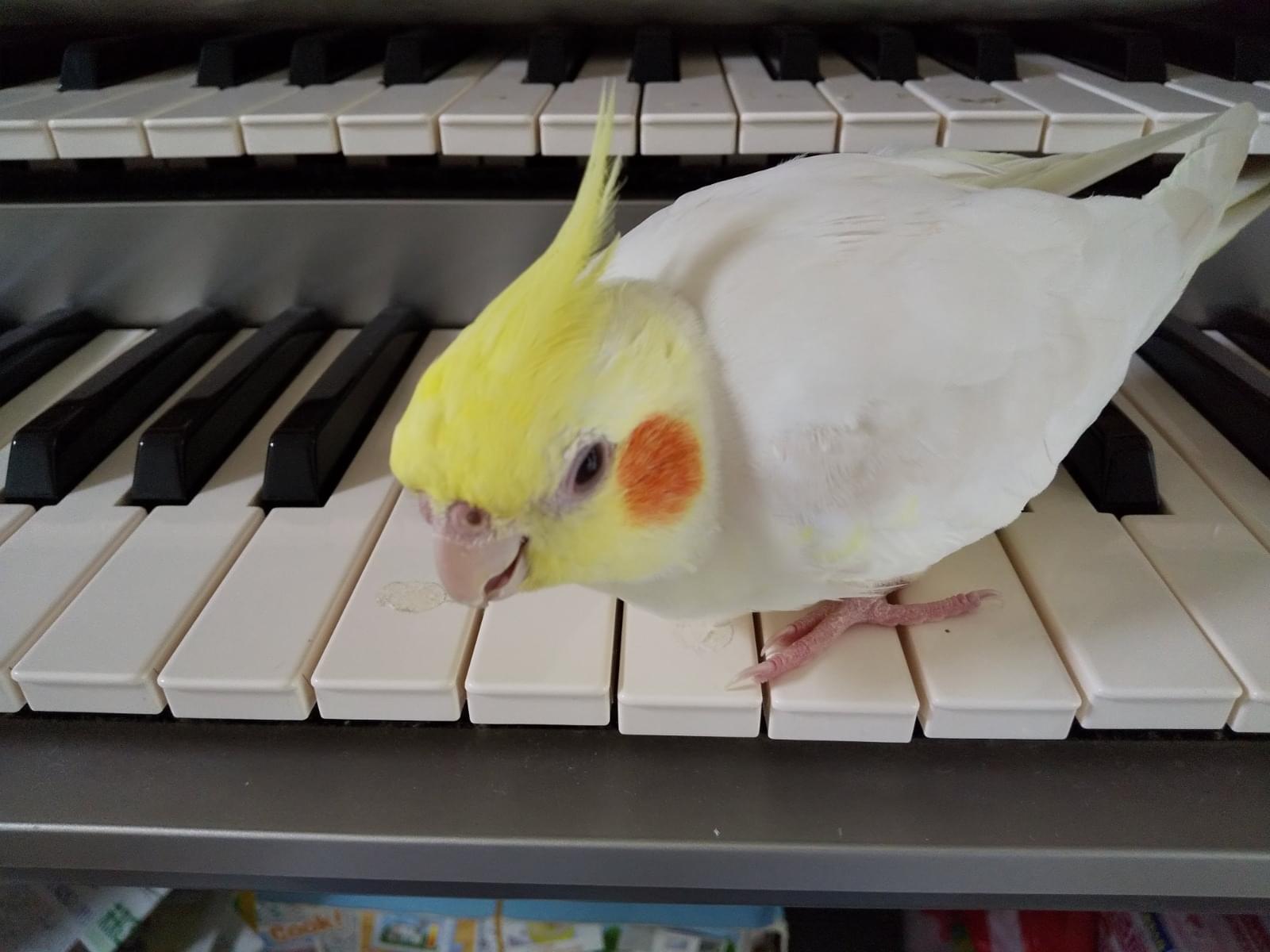 ピーちゃん ピーちゃん