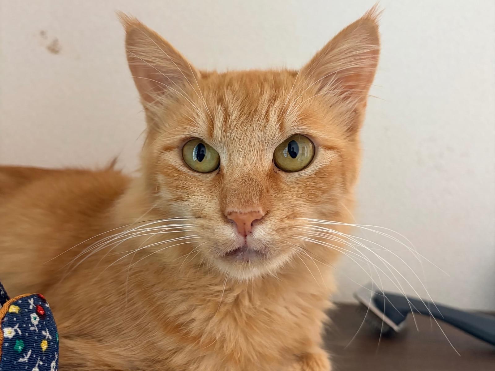 保護された猫 保護された猫