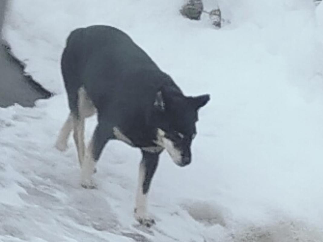 目撃された犬 目撃された犬
