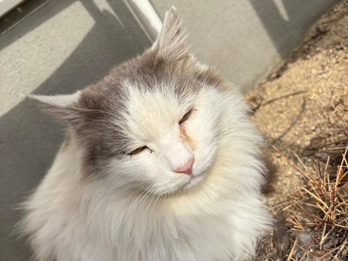 目撃された猫 目撃された猫