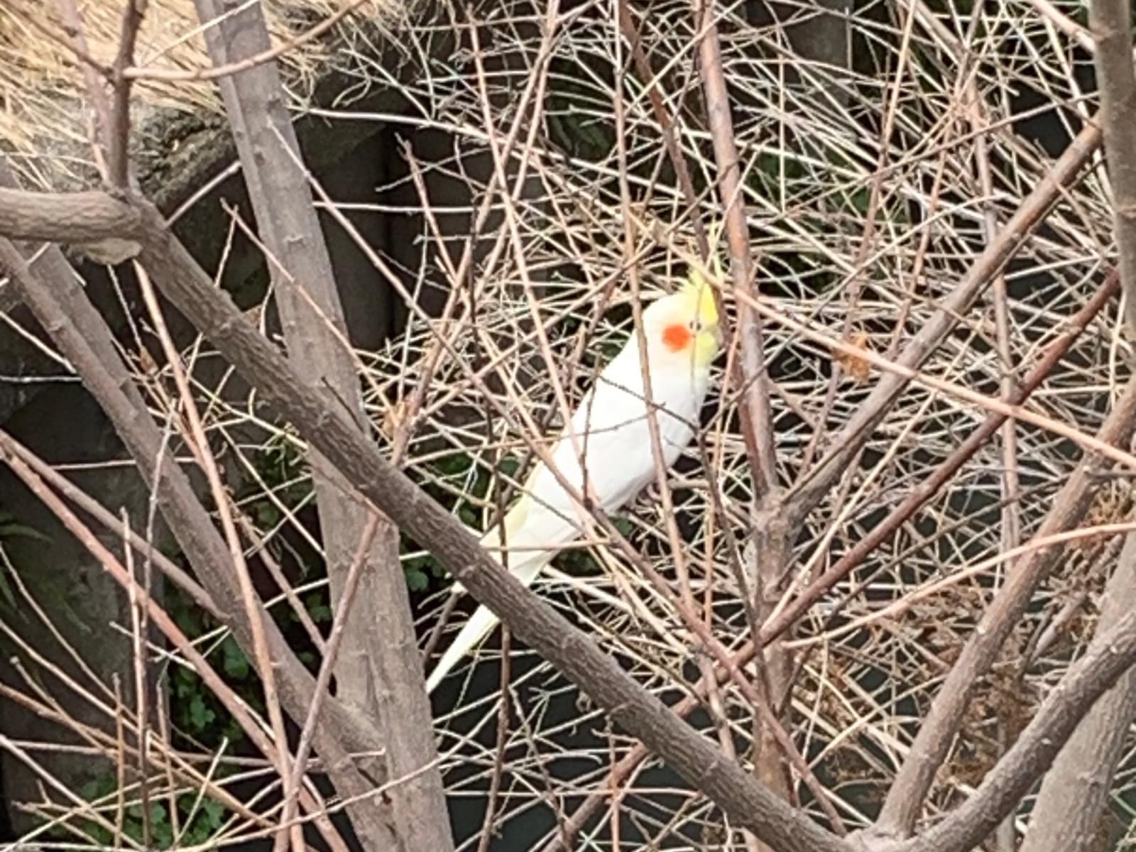 目撃された鳥 目撃された鳥