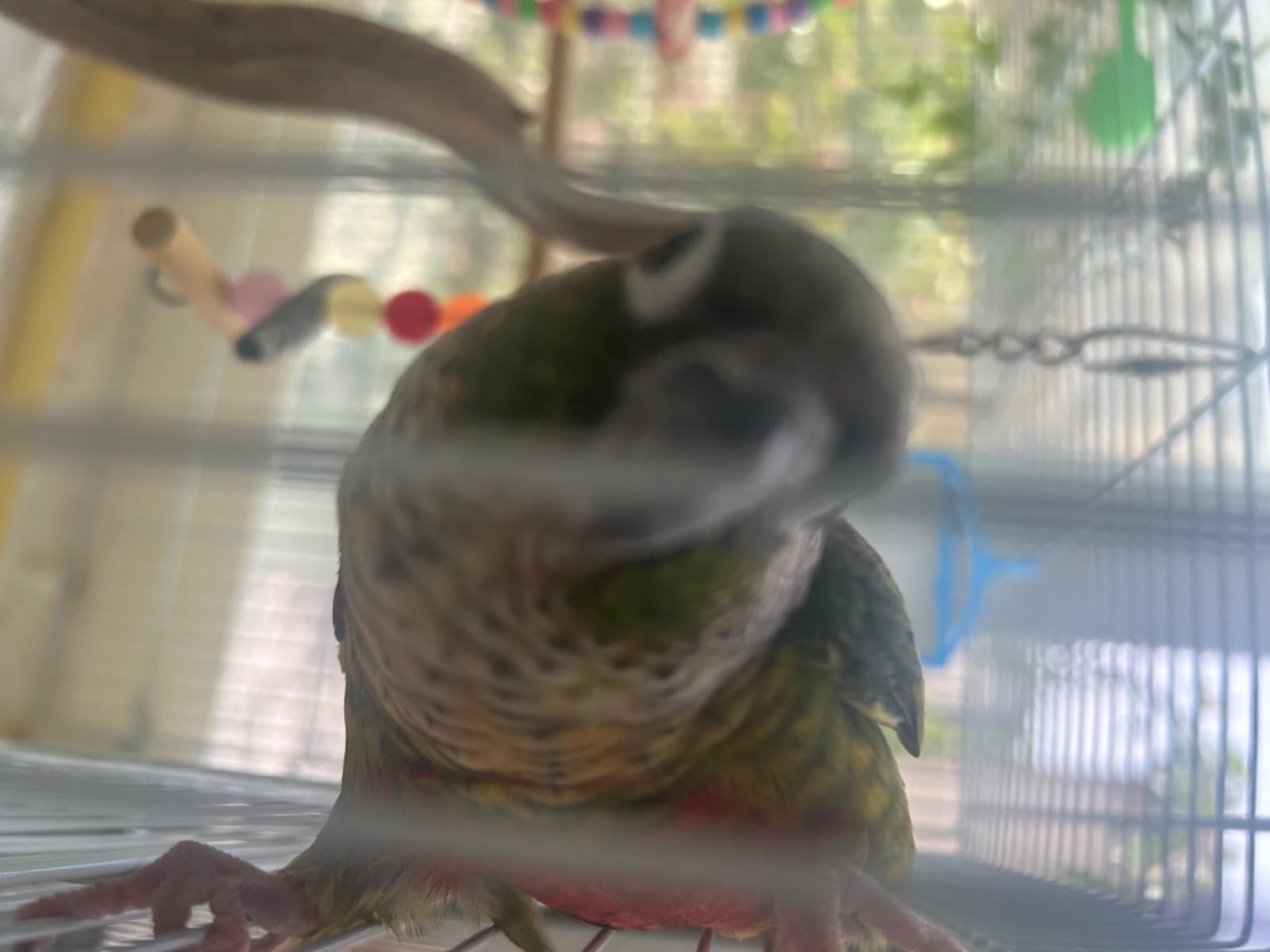 チャッピーちゃん チャッピーちゃん